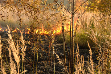 Flames of fire in the forest. Dry grass in the fire.