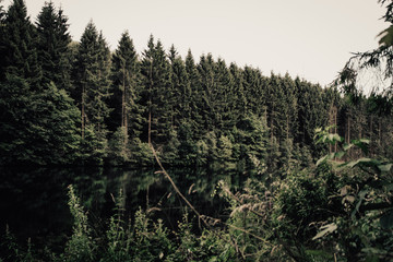 Fir trees in a forest next to a lake in Germany