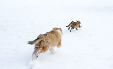 Rough collie puppy chasing a tabby cat through the snow