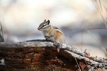 ground squirrel on a log