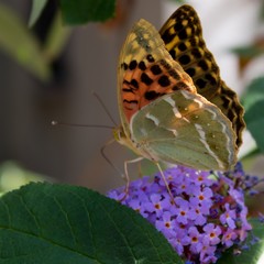 butterfly