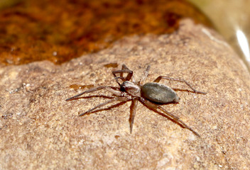 spider on rock