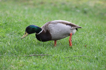 Mallard duck