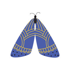 Beautiful, multi-colored butterfly with an unusual shape of the wings and patterns on them.