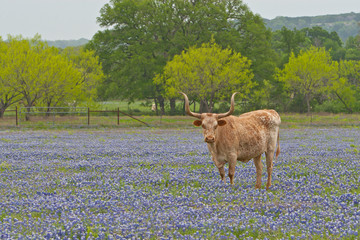 Longhorn steer in field of wildflowers