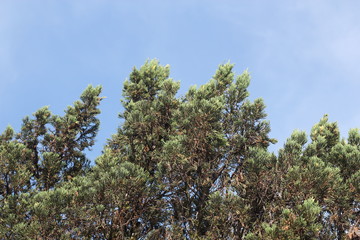 sky blue and green tree