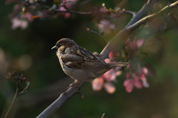Sparrow