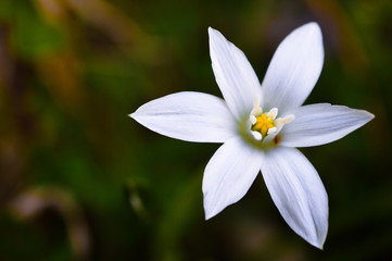 Macro world