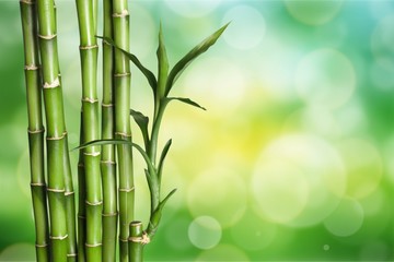 Many bamboo stalks  on background