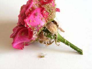Rose pests - Macrosiphum rosae. Rosy flower on a white background with a pest colony.