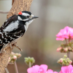 Downy woodpecker