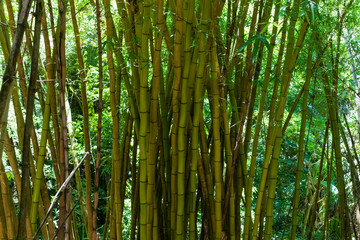 bamboo in the middle of the forest