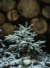 Kleiner Weihnachtsbaum