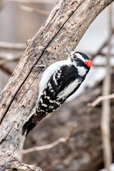 Downy woodpecker