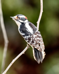 Downy woodpecker