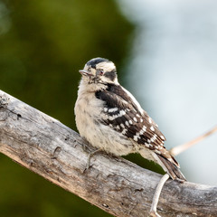 Downy woodpecker