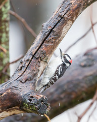 Downy woodpecker