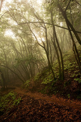 Obraz premium Eerie Foggy Forest Scene in Coastal California