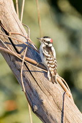 Downy woodpecker