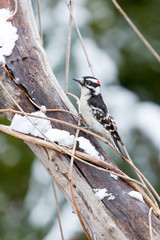Downy woodpecker