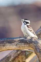 Downy woodpecker