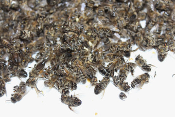 Dead bees in the apiary