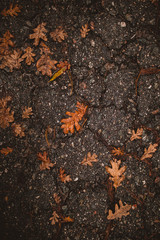 hojas de roble en la carretera en otoño