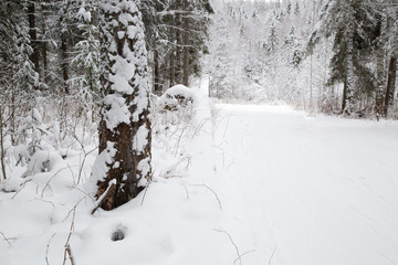Fototapeta na wymiar Winter landscape on a frosty day