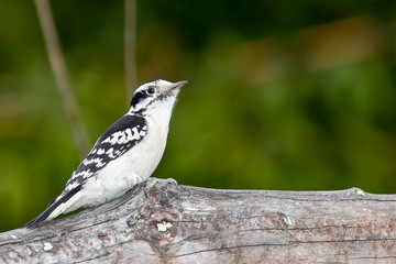 Obraz premium Downy woodpecker