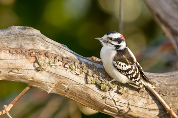Downy woodpecker