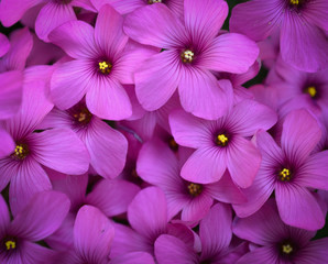 Fioritura primaverile 