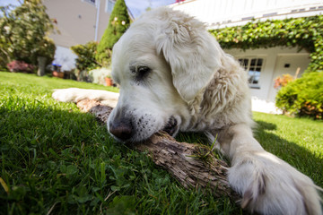 Seeking the old happy dog