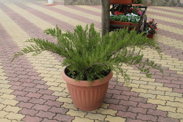 plants in flower pots