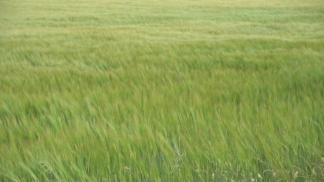 barley cornfield in the wind, creating beauitiful green waves 