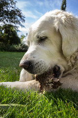 Seeking the old happy dog