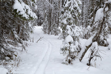 Winter landscape on a frosty day