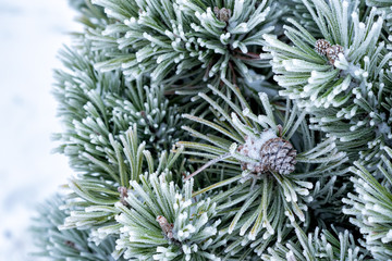 Naklejka na ściany i meble Winter frost on pine tree