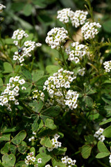 Strand-Silberkraut (Lobularia maritima)