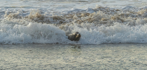 surfing sea lion