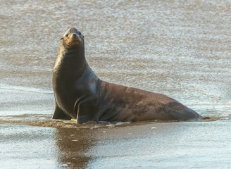 water  droplet whiskered  sea lion