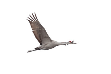 A Sandhill Crane Soars on a White Background