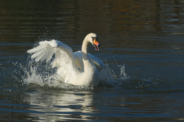 Łabędź 3 © Tomek Kiecana