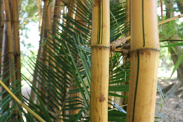 Bamboo's Nature