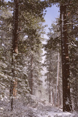 Fototapeta premium Snow path