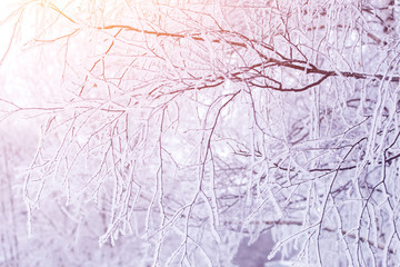 Tree branch in snow and frost in sunlight. Winter soft background