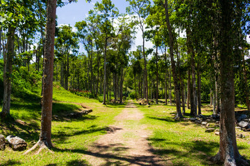 Fototapeta premium green landscape with path in the center