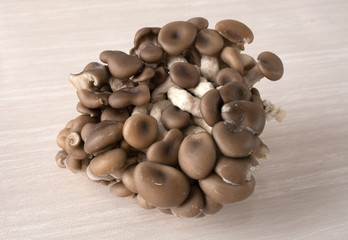 Shimeji mushrooms