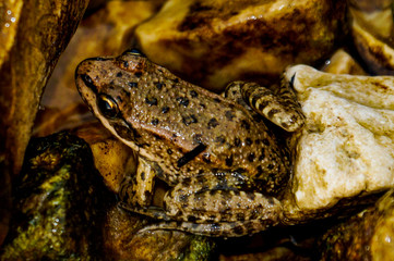 river, water, frog, amphibian, nature