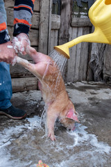 Farmer bathes red pig in sink with foam before selling it on market. Daughter pours water from yellow garden watering can. Copy space. Selective focus