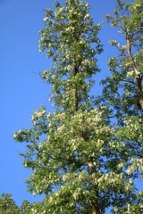 Robinia pseudoacacia tree with flowers in sping in Binz Rügen, Germany